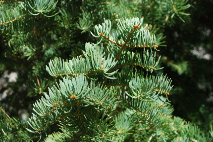 Abies concolor