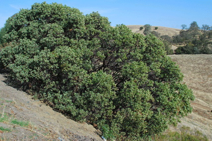 Arctostaphylos manzanita
