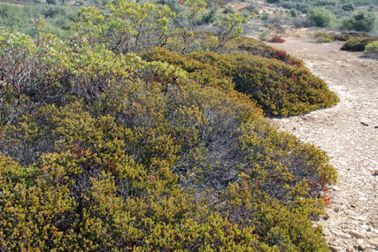 Arctostaphylos myrtifolia