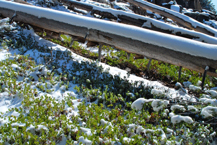 Arctostaphylos nevadensis