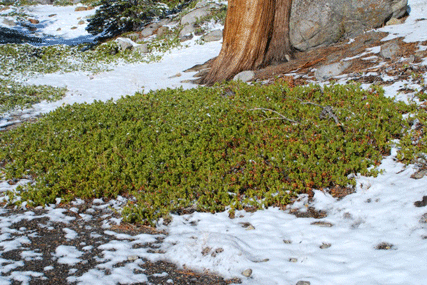 Arctostaphylos nevadensis