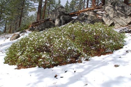 Arctostaphylos patula