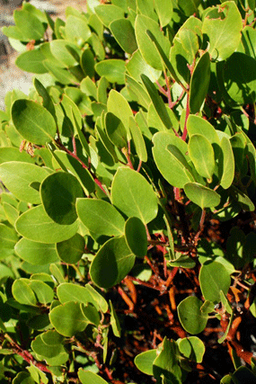 Arctostaphylos patula