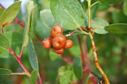 Arctostaphylos patula