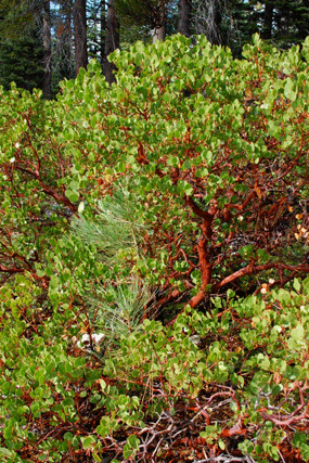 Arctostaphylos patula