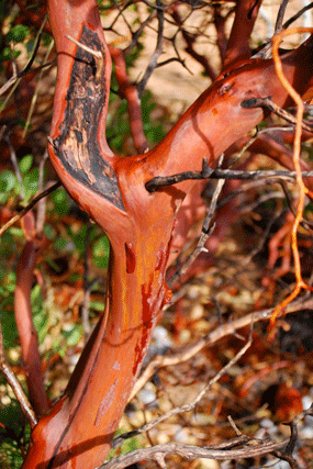 Arctostaphylos patula