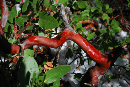 Arctostaphylos patula