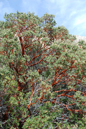 Arctostaphylos pungens