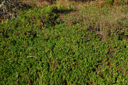 Arctostaphylos uva-ursi