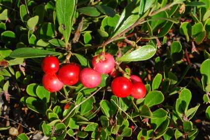 Arctostaphylos uva-ursi