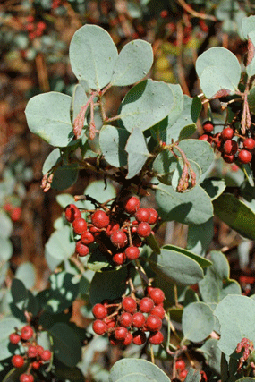Arctostaphylos viscida