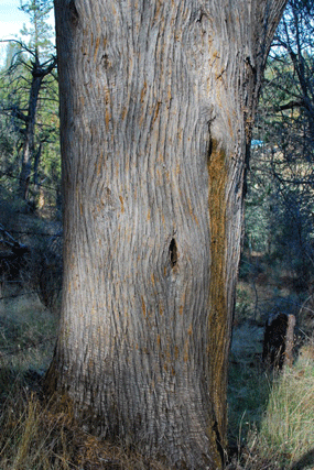Cupressus macnabiana