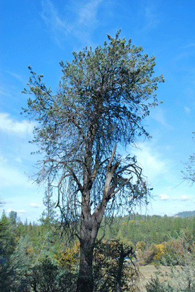 Cupressus macnabiana