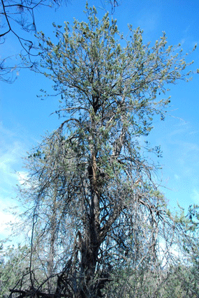 Cupressus macnabiana