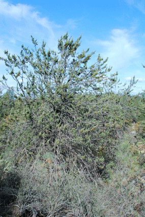 Cupressus macnabiana