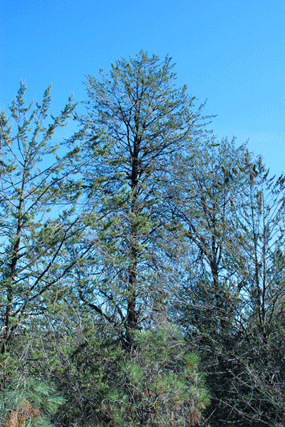 Cupressus macnabiana
