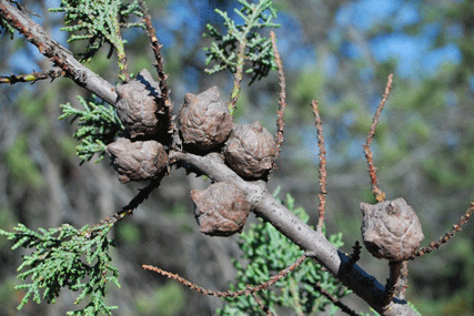 Cupressus macnabiana