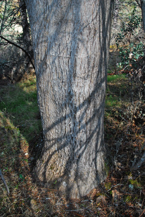 Cupressus macnabiana