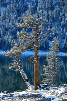 Juniperus occidentalis australis