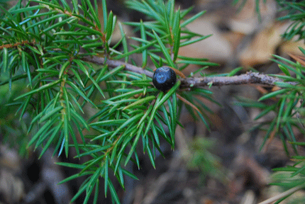 Juniperus communis depressa