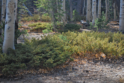 Juniperus communis depressa