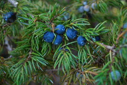 Juniperus communis depressa