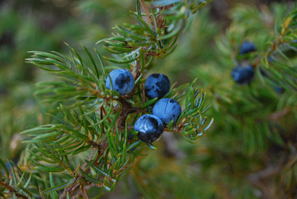 Juniperus communis depressa