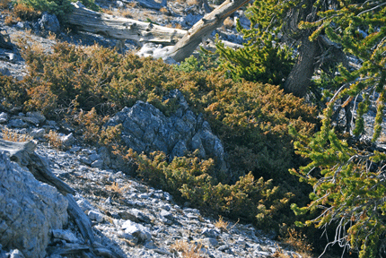 Juniperus communis depressa