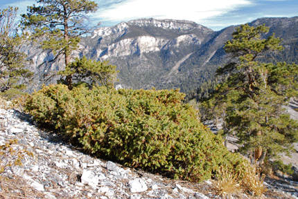 Juniperus communis depressa
