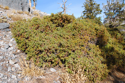 Juniperus communis depressa