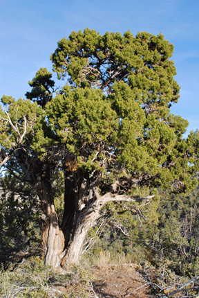 Juniperus osteosperma
