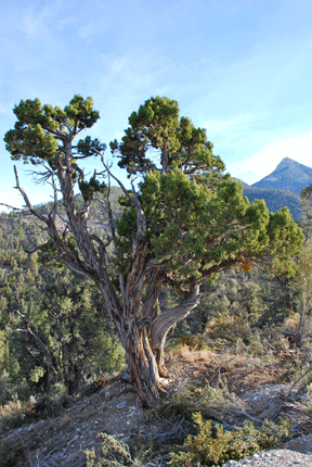 Juniperus osteosperma