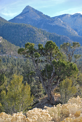 Juniperus osteosperma