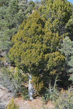 Juniperus scopulorum