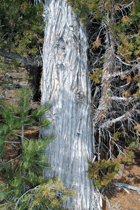 Juniperus scopulorum