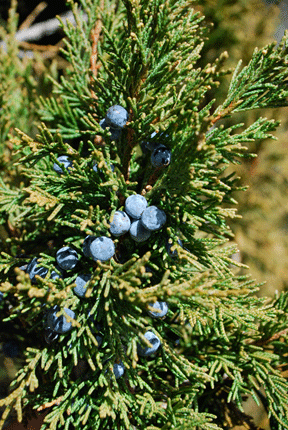 Juniperus scopulorum