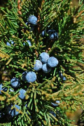 Juniperus scopulorum
