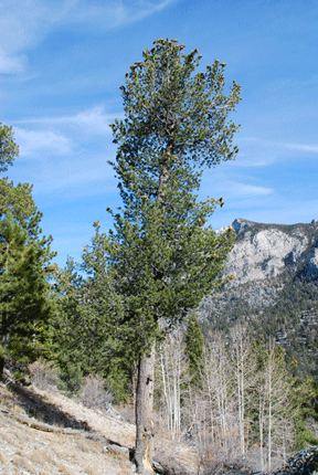 Pinus flexilis
