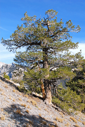 Pinus flexilis