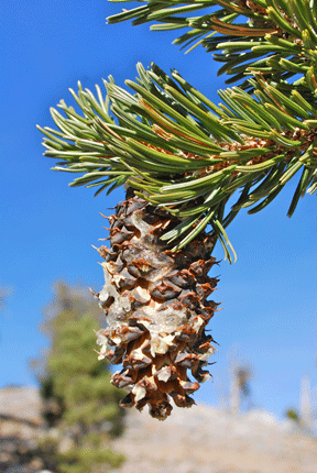 Pinus longaeva