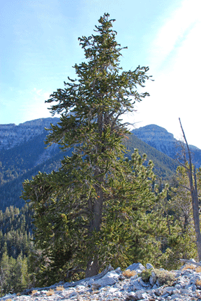 Pinus longaeva