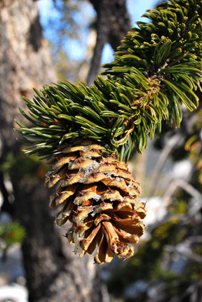 Pinus longaeva