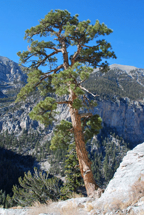 Pinus ponderosa