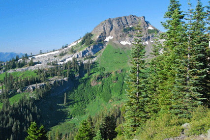 Abies magnifica shastensis