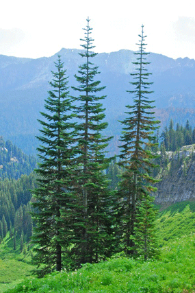 Abies magnifica shastensis