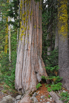 Chamaecyparis lawsoniana