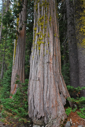 Chamaecyparis lawsoniana