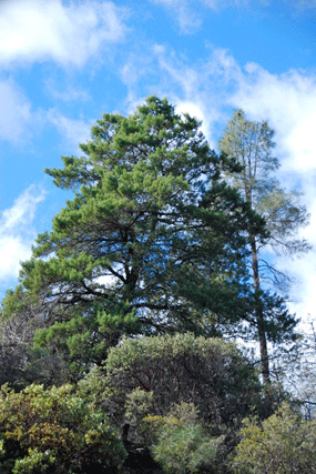 Cupressus sargentii