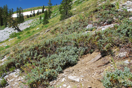 Juniperus communis saxatilis