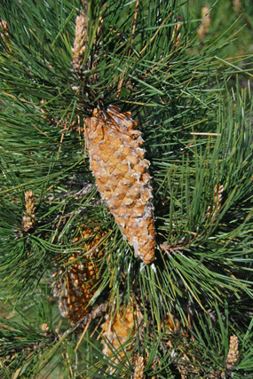 Pinus attenuata
